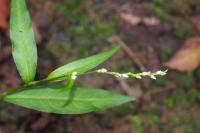 Persicaria dubia