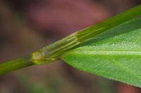 Persicaria dubia
