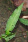 Persicaria dubia