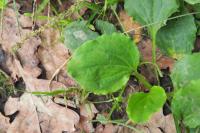 Plantago major