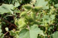 Xanthium orientale subsp. italicum