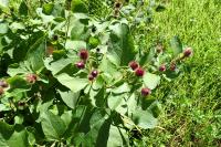Arctium minus