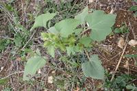 Xanthium orientale subsp. italicum