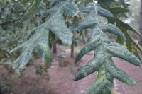 Quercus pyrenaica