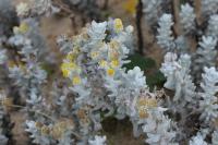 Achillea maritima
