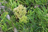 Crithmum maritimum