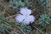Dianthus hyssopifolius