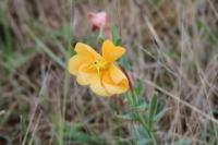 Oenothera longiflora