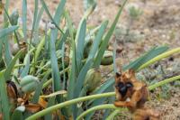 Pancratium maritimum