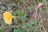 Oenothera longiflora