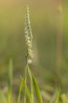 Spiranthes spiralis