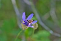 Catananche caerulea