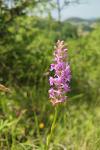 Gymnadenia conopsea