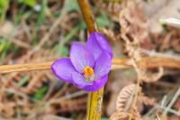 Crocus nudiflorus