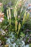 Lycopodium clavatum