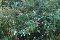 Impatiens glandulifera