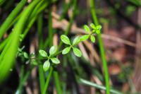 Galium palustre