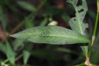 Persicaria maculosa