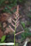 Echinochloa crus-galli