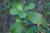 Frangula alnus