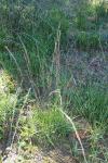 Molinia caerulea