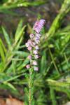 Calluna vulgaris