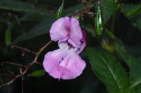 Impatiens glandulifera