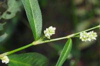 Persicaria maculosa