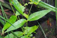 Lysimachia vulgaris
