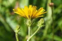 Picris hieracioides
