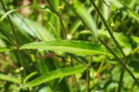Picris hieracioides