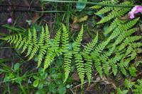 Athyrium filix-femina