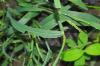 Digitaria ischaemum