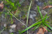 Digitaria ischaemum