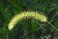 Setaria italica