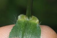 Setaria italica