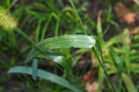 Setaria italica
