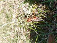 Spiranthes spiralis
