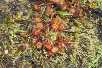Drosera rotundifolia