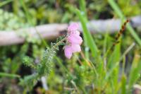 Erica tetralix