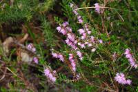 Calluna vulgaris