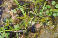 Cyperus flavescens