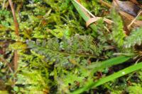 Pedicularis sylvatica