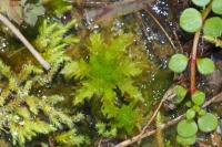 Sphagnum