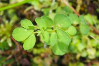 Lotus pedunculatus