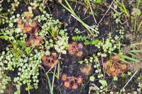 Drosera rotundifolia