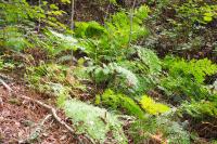 Osmunda regalis