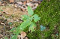 Teucrium scorodonia