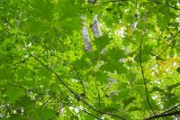 Quercus rubra