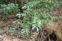 Prunus laurocerasus